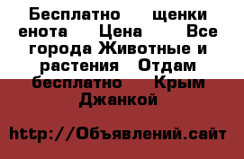 Бесплатно !!! щенки енота!! › Цена ­ 1 - Все города Животные и растения » Отдам бесплатно   . Крым,Джанкой